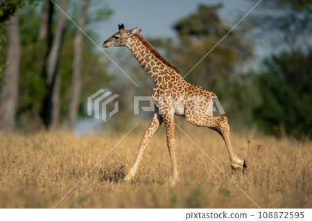 Baby Masai giraffe gallops through grassy clearing Baby Masai giraffe gallops through grassy clearing 108872595