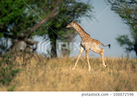 Baby Masai giraffe races across grassy clearing 108872596