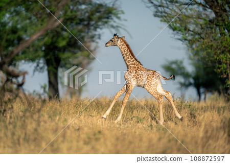 Baby Masai giraffe races through grassy clearing 108872597