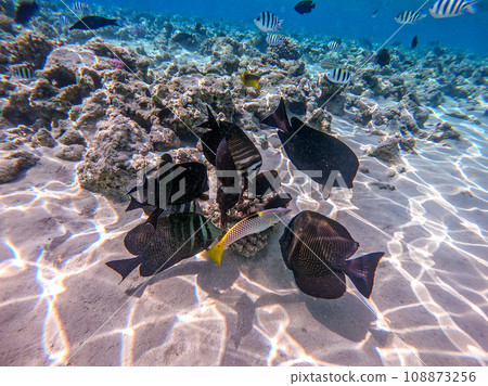 Shoal of differend kinds of the fish -  sailfin tang, Longnose Parrotfish, Picasso trigger, Birdmouth wrasse, Klunzinger's wrasse and other tropical fish swimming at the coral reef in the Red Sea, 108873256