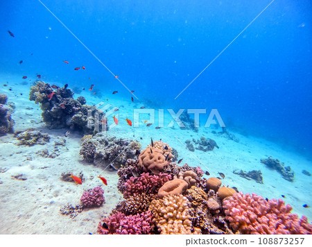 Underwater life of reef with corals, shoal of Lyretail anthias (Pseudanthias squamipinnis) and other kinds of tropical fish. Coral Reef at the Red Sea, Egypt. Underwater life of reef with corals, shoal of Lyretail anthias (Pseudanthias squamipinnis) and other kinds of tropical fish. Coral Reef at the Red Sea, Egypt. 108873257