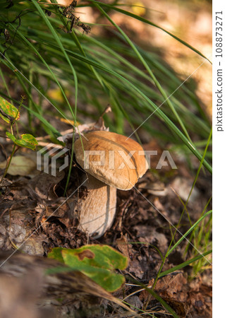 Boletus mushroom in the wild. Porcini mushroom grows on the forest floor at autumn season.. Boletus mushroom in the wild. Porcini mushroom grows on the forest floor at autumn season.. 108873271