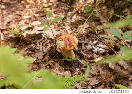 Boletus mushroom in the wild. Porcini mushroom grows on the forest floor at autumn season.. Boletus mushroom in the wild. Porcini mushroom grows on the forest floor at autumn season.. 108873273