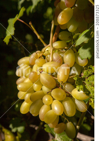 Bunch of green grapes in the garden. Bunch of green grapes in the garden. 108873325