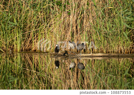 Eurasian coot birds sitting on tree trunk in water Eurasian coot birds sitting on tree trunk in water 108873553