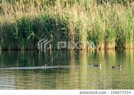 Eurasian coot bird swimming on green lake water 108873554