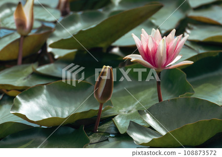 Pink lotus flower with green leaves close-up 108873572