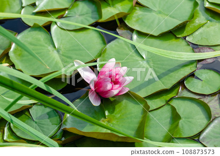 Pink lotus flower with green leaves close-up 108873573