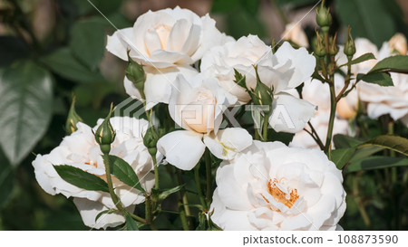 White tender roses bouquet blooming in sunny day 108873590