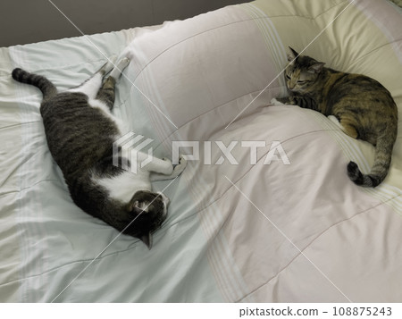 Cat sleeping relaxed and trusted on the bed 108875243