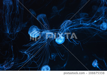 Group of Atlantic sea nettle jellyfish swimming in aquarium with blue neon light Group of Atlantic sea nettle jellyfish swimming in aquarium with blue neon light 108875338