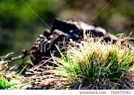Grass in the sun in late autumn, plants that live on tree stumps Grass in the sun in late autumn, plants that live on tree stumps 108875562