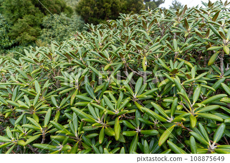 Mountain trail from Mt. Nagata in Yakushima to Kanosawa hut 108875649