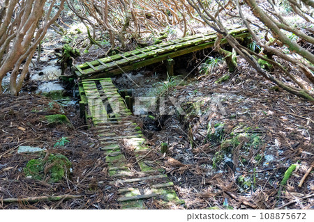 The path to the toilet at Kanosawa Hut in Yakushima 108875672