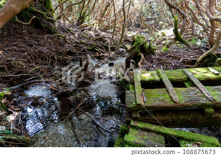 The path to the toilet at Kanosawa Hut in Yakushima 108875673