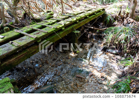 The path to the toilet at Kanosawa Hut in Yakushima 108875674