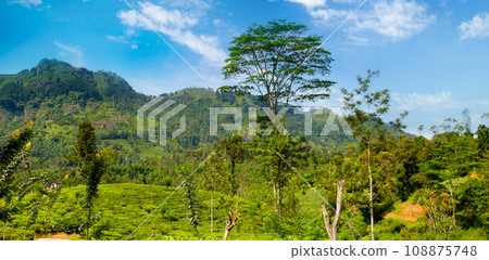 Scenic tea plantations in the hills. Sri Lanka Wide photo. Scenic tea plantations in the hills. Sri Lanka Wide photo. 108875748