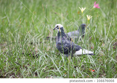 The pigeon bird is rest in the garden 108876008
