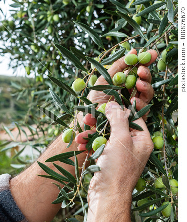 Hands of an adult farmer busy harvesting olives. Agriculture. 108876670
