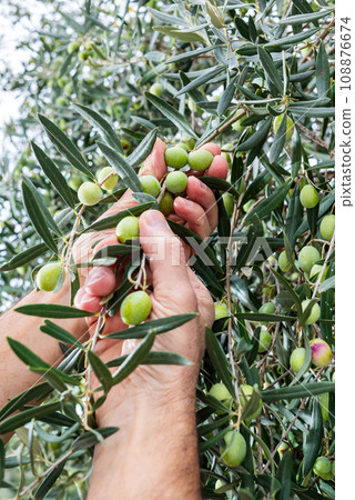 Hands of an adult farmer busy harvesting olives. Agriculture. Hands of an adult farmer busy harvesting olives. Agriculture. 108876674