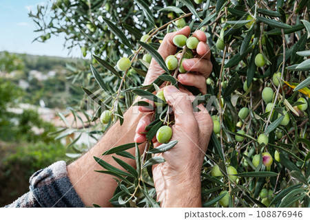 Hands of an adult farmer busy harvesting olives. Agriculture. 108876946