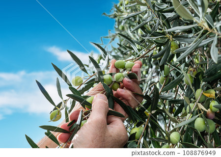 Hands of an adult farmer busy harvesting olives. Agriculture. 108876949