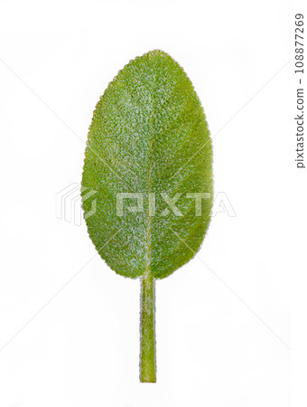 one green sage leaf isolated on white background 108877269