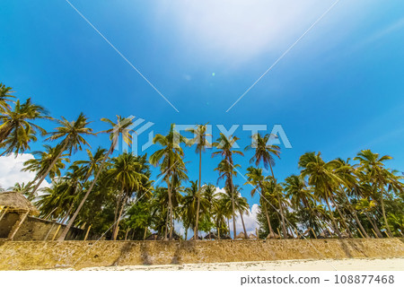 Palm trees against blue sky at tropical coast, background Palm trees against blue sky at tropical coast, background 108877468