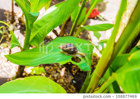 large brown snail Achatina fulica giant African snail. large brown snail Achatina fulica giant African snail. 108877469