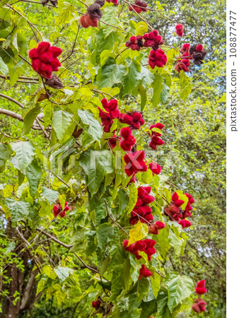 diverse african nature useful edible plants 108877477