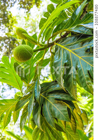 diverse african nature useful edible plants diverse african nature useful edible plants 108877480