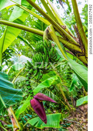 diverse african nature useful edible plants diverse african nature useful edible plants 108877492