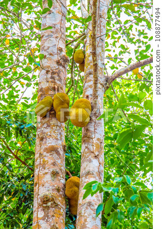 diverse african nature useful edible plants 108877494