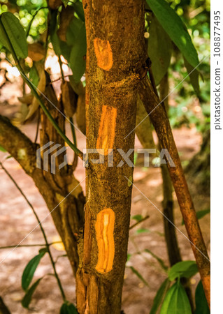 diverse african nature useful edible plants 108877495