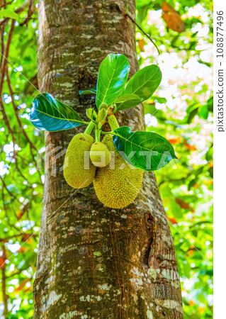 diverse african nature useful edible plants 108877496