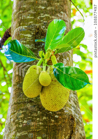 diverse african nature useful edible plants 108877497