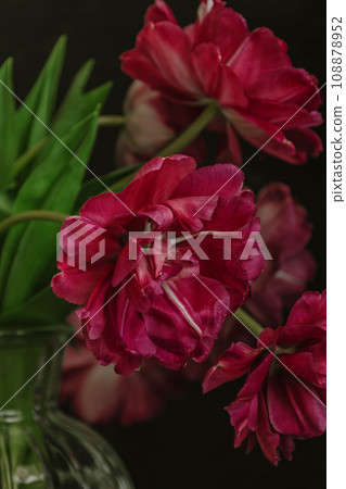 bouquet of dark red lilac tulips in glass vase on dark background. flower bouquet in vase on table 108878952