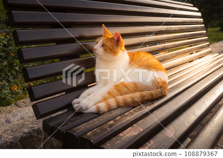 Red stray cat on bench, Old Town Kotor, Montenegro Red stray cat on bench, Old Town Kotor, Montenegro 108879367