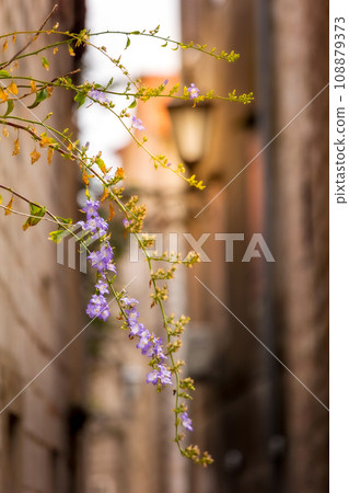 Background with flowers and defocused street Background with flowers and defocused street 108879373