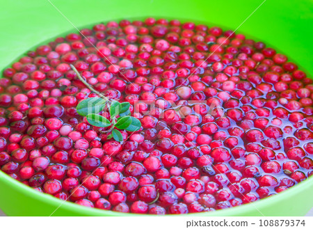 organic cranberry and green leaf in the water 108879374