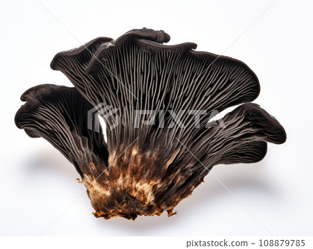 Black Fungus, Tree Ear or Wood Ear Mushroom Isolated on White Background, Auricularia Polytricha 108879785