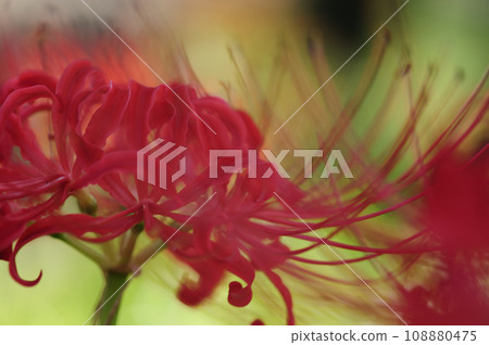 I saw a cluster amaryllis someday 108880475