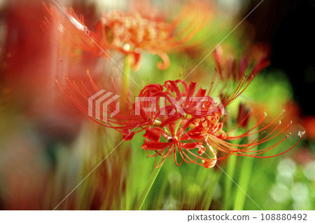 有一天我看到了一簇孤挺花 108880492