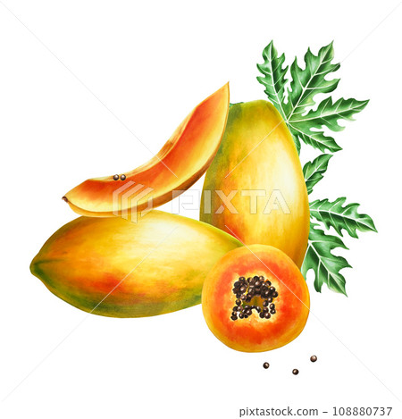 Marker sweet ripe composition with slice, half papaya and leafs watercolor style. Hand drawn realistic tasty marker illustration of exotic tropical fruit isolated on background. For designers, 108880737