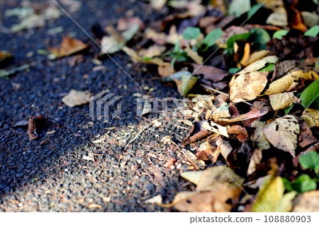 Fallen leaves I saw someday Fallen leaves I saw someday 108880903
