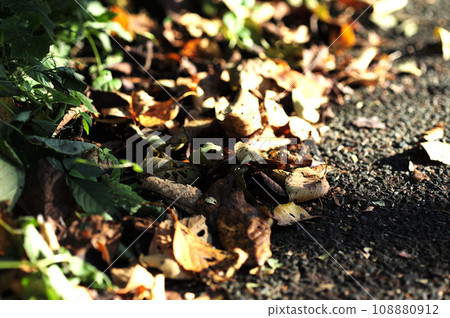 有一天我看到了落葉 108880912