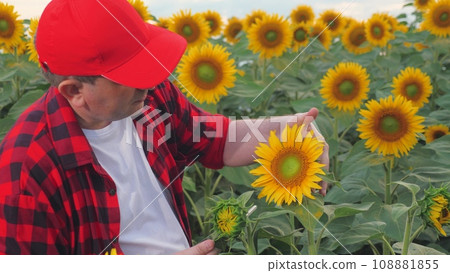 Farmer checks data on tablet studying blooming sunflowers in rural field. Skilled farmer inspects sunflower plant with tablet. Farmer works with sunflowers using tablet in agricultural field Farmer checks data on tablet studying blooming sunflowers in rural field. Skilled farmer inspects sunflower plant with tablet. Farmer works with sunflowers using tablet in agricultural field 108881855