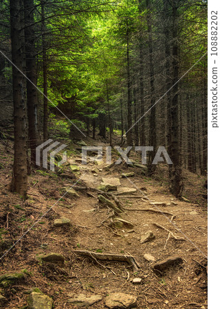 Dark moody forest 108882202