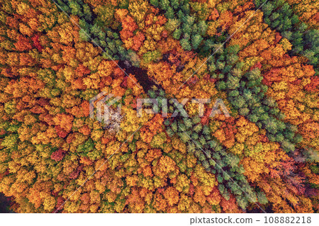 Autumn forest from above Autumn forest from above 108882218
