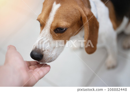 Beagle dog smell human hand Beagle dog smell human hand 108882448